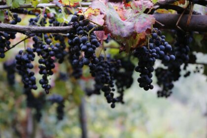 Cosa resta della Traffica del Vino? Il nostro amore per l'abbinamento cibo vino con il Gragnano, soprattutto con i formaggi!