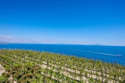 Il Biancolella: un vitigno e una storia tra Corsica e Ischia