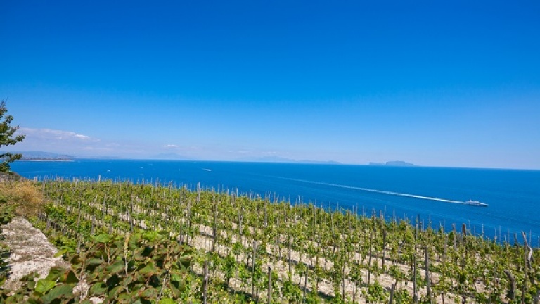 Il Biancolella: un vitigno e una storia tra Corsica e Ischia