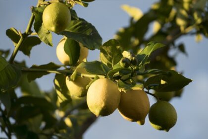 Il limone: un frutto tanti utilizzi