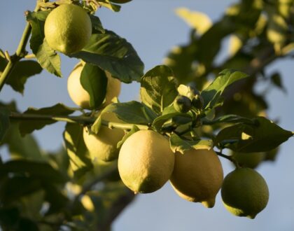 Il limone: un frutto tanti utilizzi